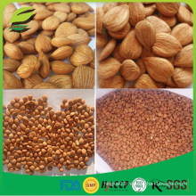 2016 new crop bulk bitter apricot kernels